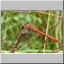 Sympetrum sanguineum - Blutrote Heidelibelle m02.jpg